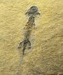 Museum Quality Discosauriscus - Large Specimens #8028-2